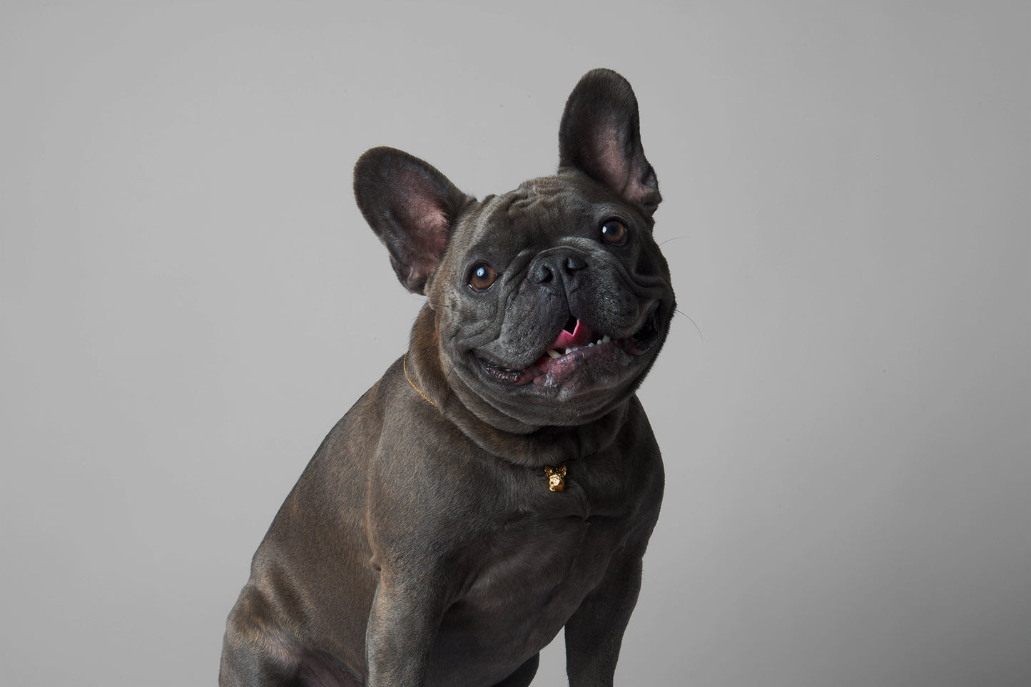 Gold Frenchie Pendant