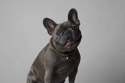 Gold Frenchie Pendant